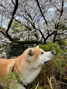 My dog, Hachi