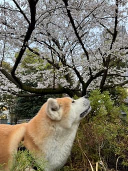 My dog, Hachi #2